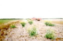 Vol_Canola_s.jpg (4995 bytes)